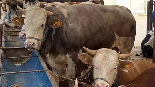 Kocaeli'de Kurban Pazarı Denetimleri Sürüyor