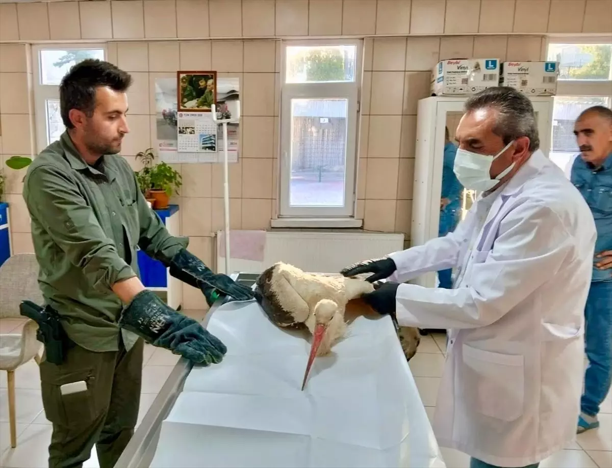 Leylek Tedavi Altına Alındı