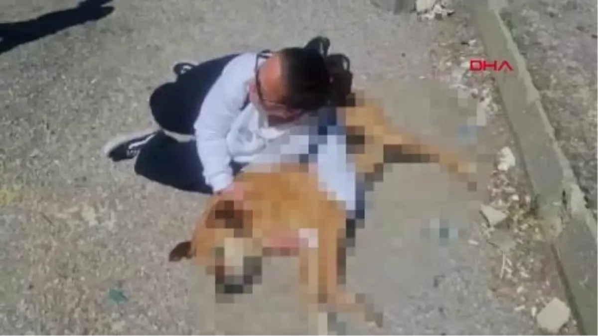 Hayvanseverlerden, belediye önünde 'ölü köpek' ile eylem