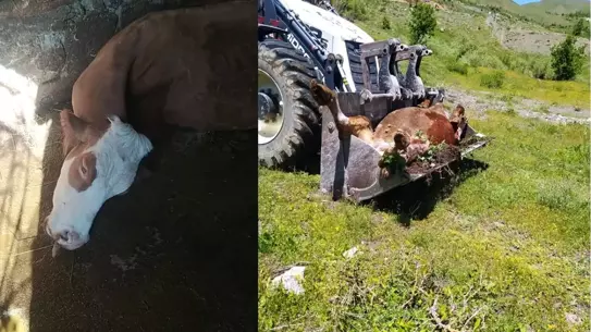 Büyük Üzüntü: Süt İneği Telef Olan Anne Destek Bekliyor