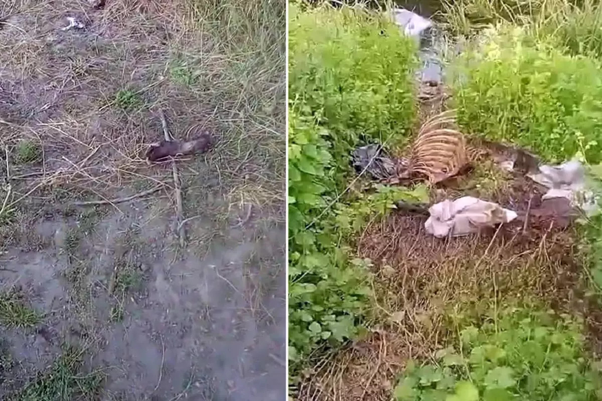 Sakarya'da dere kenarında tek tırnaklı hayvan kemikleri bulundu