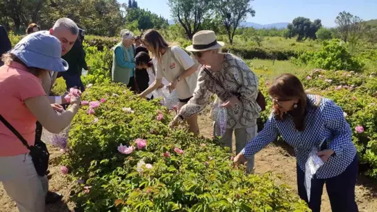 Isparta'da Gül Hasadı Sezonu Başladı
