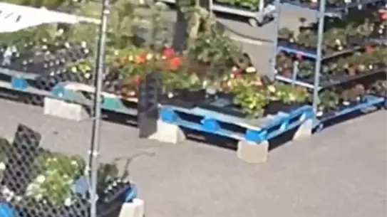 Fırtına çiçekçiyi yerle bir etti, tü
