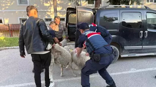 Polatlı'da Koyun Hırsızlığına Operasyon