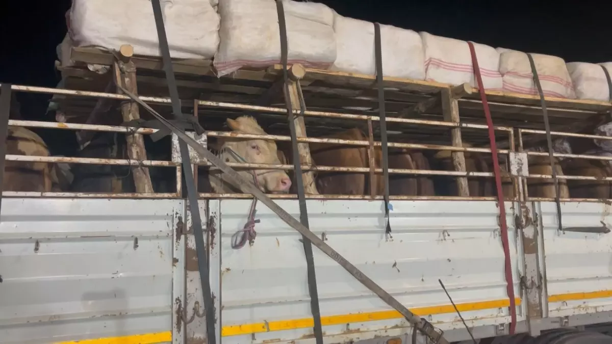 Kurbanlık Hayvanlar İstanbul'a Giriş Yaptı