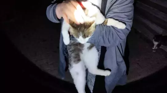 Mahsur Kedi İtfaiye Tarafından Kurtarıldı