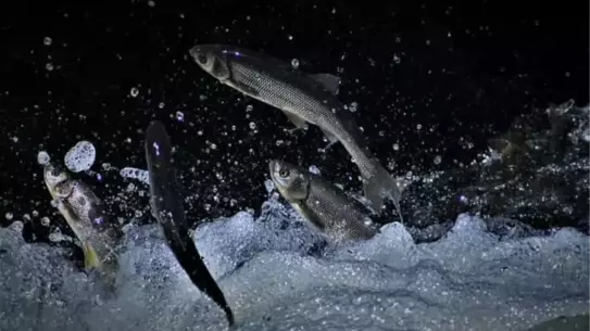 İnci Kefali Avına Denetim