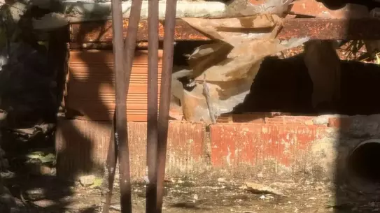 Finike'de Yılanların Çiftleşme Dansı