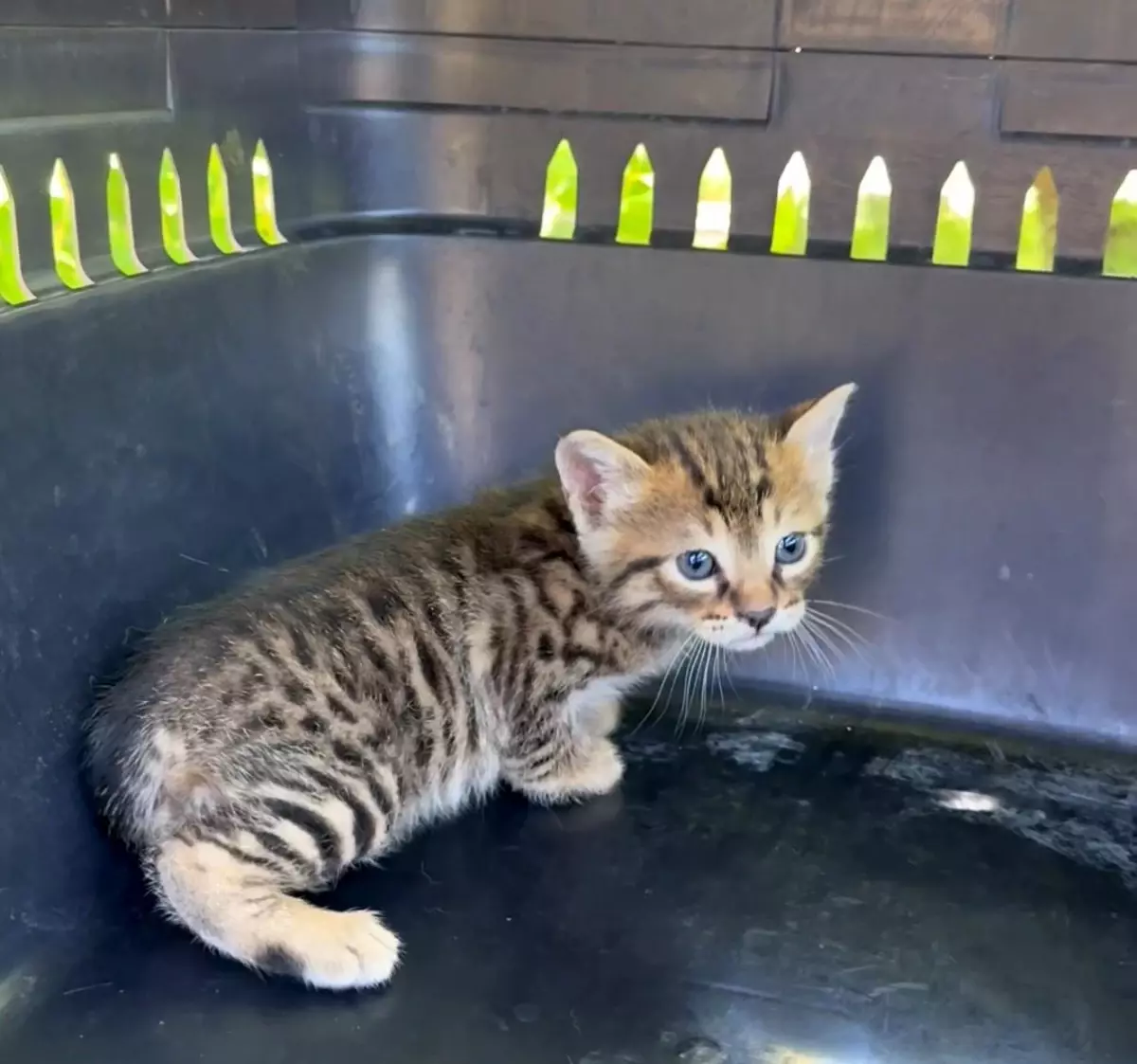 Düzce'de İtfaiye Ekipleri, Aracın Kaputundan Yavru Kedileri Kurtardı