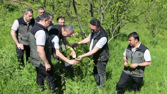 Kestane Gal Arısına Biyolojik Mücadele