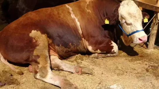 İstanbul'da Kurban Pazarı'nın Yıldızları