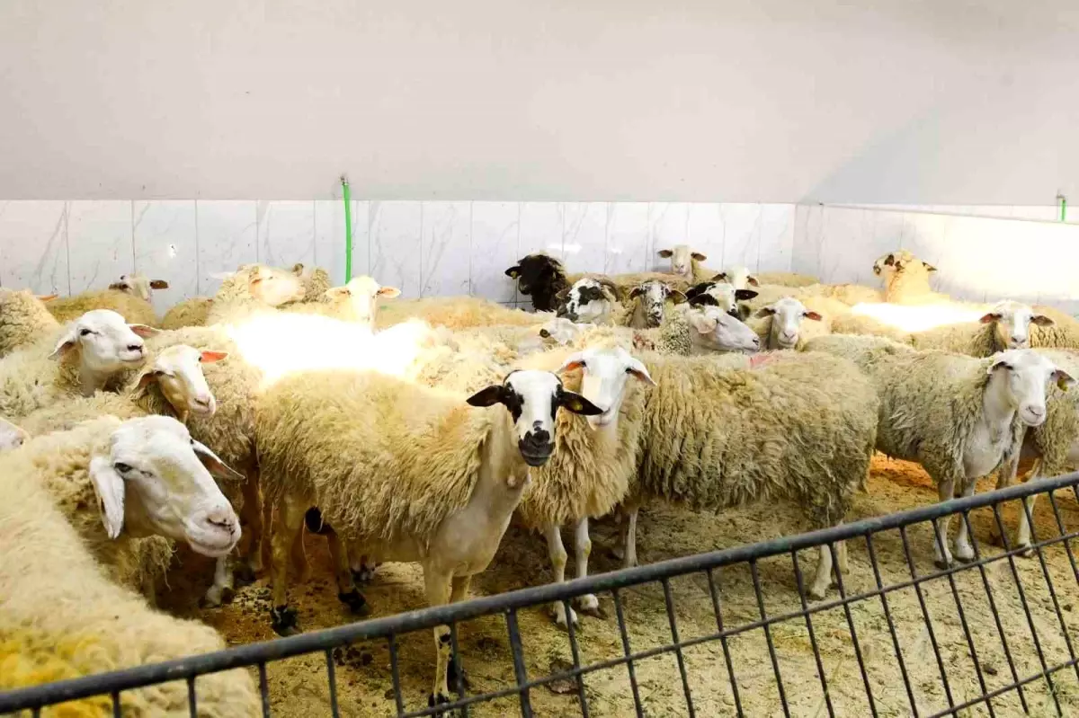 Şişli Belediyesi'nden Kurban Bayramı Öncesi Denetim