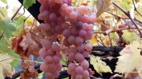 Kaş Margaz Üzümü Coğrafi İşaret Tescili Aldı