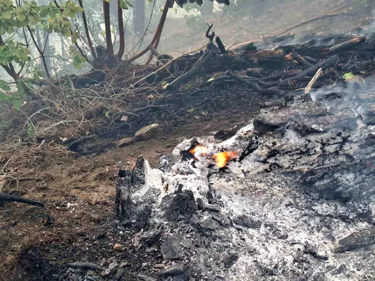 Kahramanmaraş'ta Orman Yangınına Hızlı Müdahale