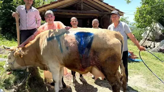 Bartın'da Çift Başlı Buzağı Doğumu