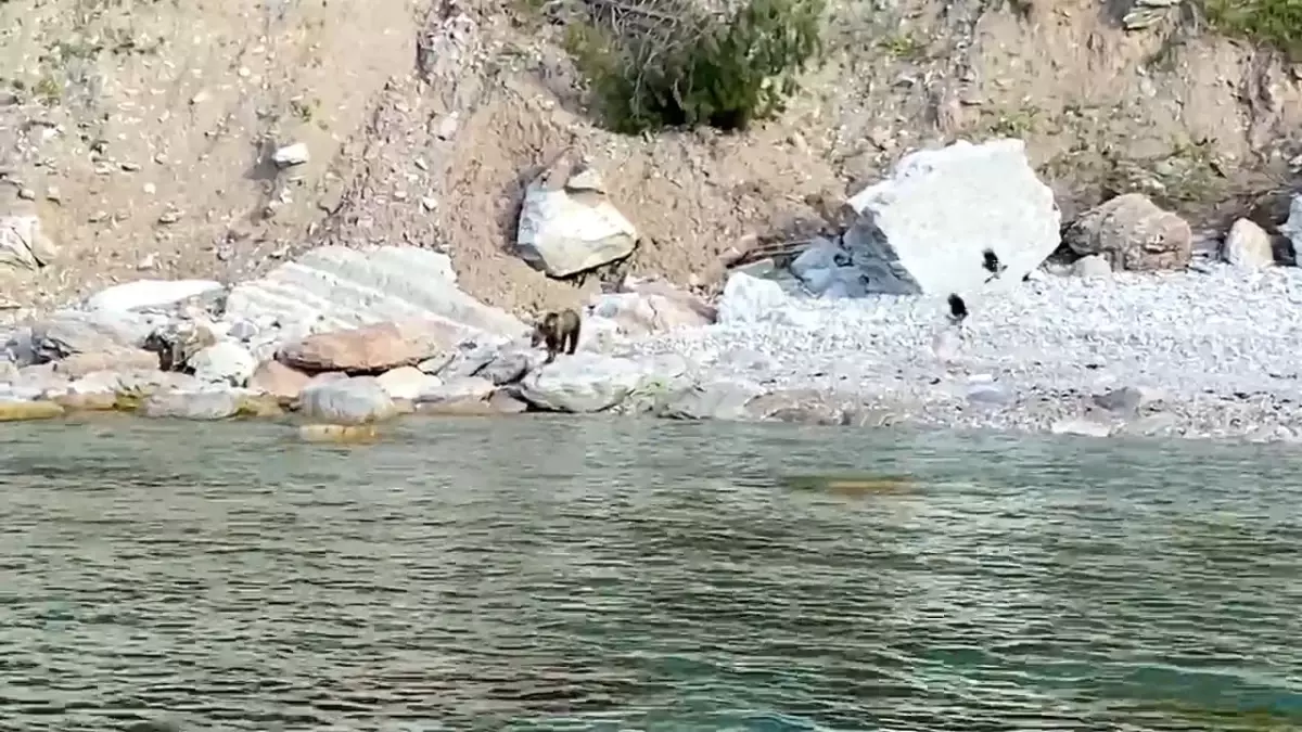 Bartın'da Yavru Ayı Sahile İndi, Vatandaşlara Uyarı Yapıldı