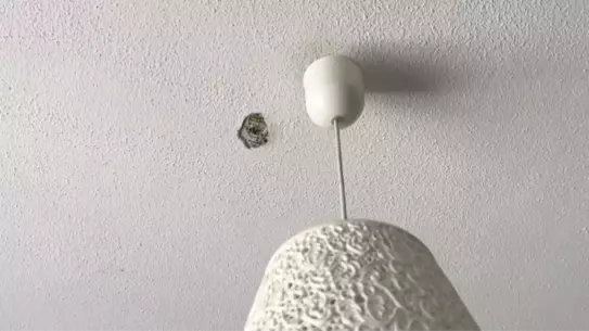 Kardeş Kardeşi Hiltiyle Rahatsız Etti
