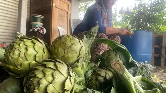 Bursa'da Enginar Hasadı ve Bıçak Yoğunluğu