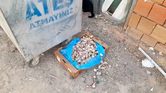 Apartman Komşularından Köpek Şikayeti