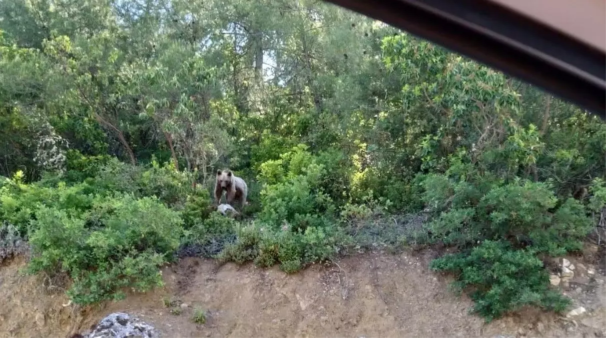 Bilecik'te Ayı Görüntülendi!