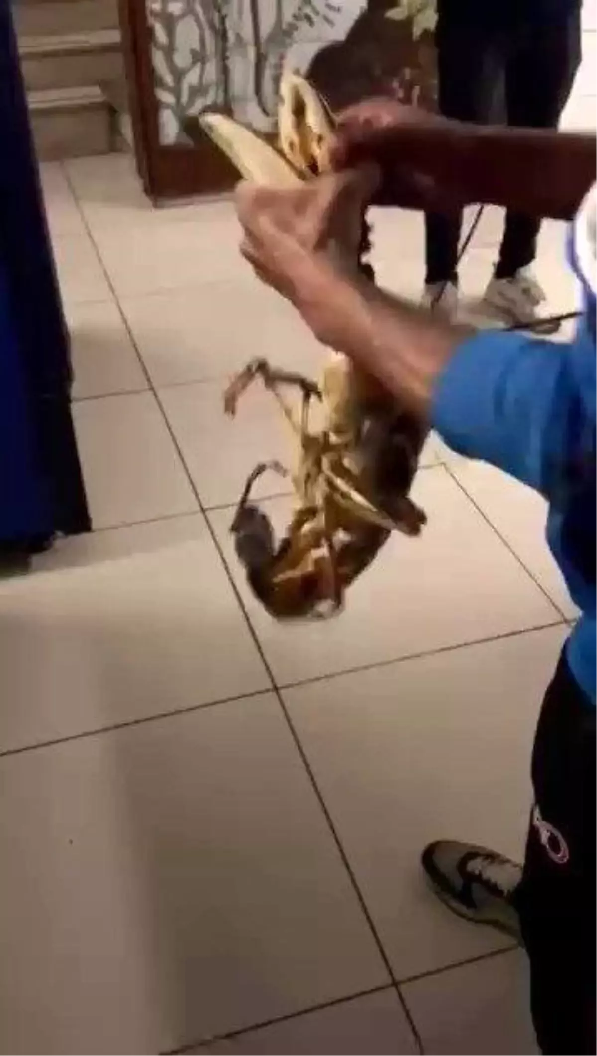Gemlik Körfezi'nde Dev Istakoz Yakalandı