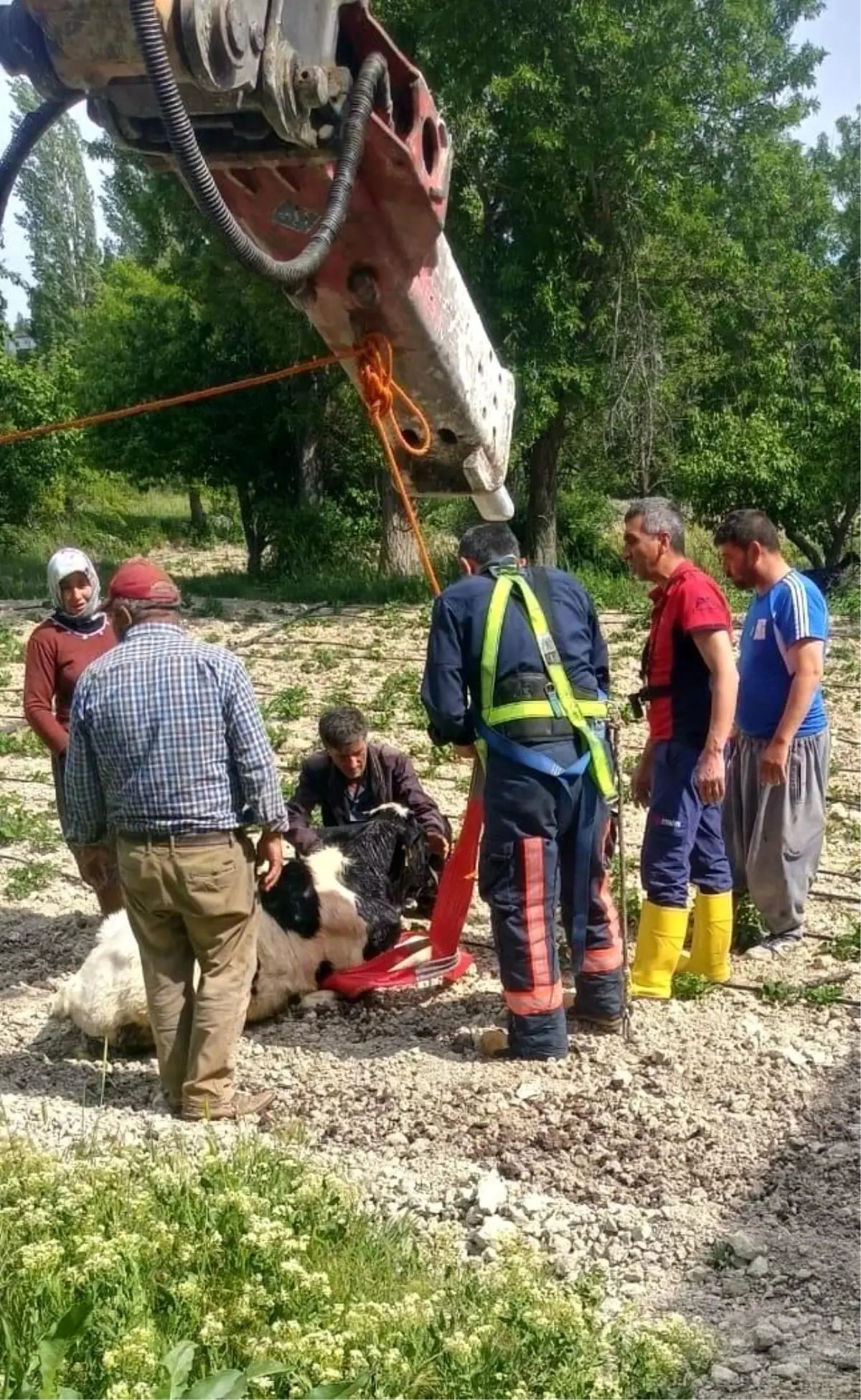 Mersin'de Kuyudan Kurtarılan Dana Sahibine Teslim Edildi