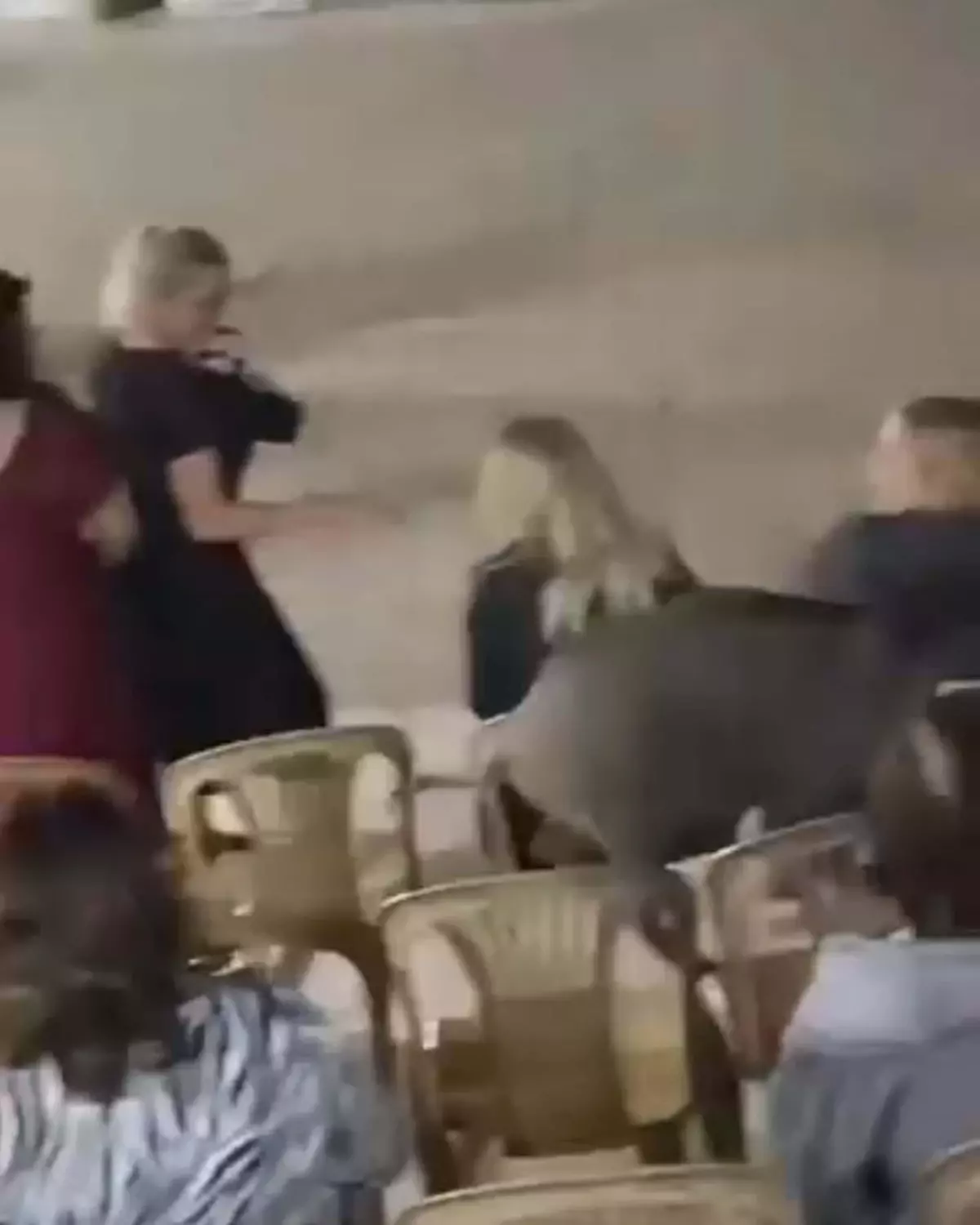 Bodrum'daki Düğüne Domuz Girdi