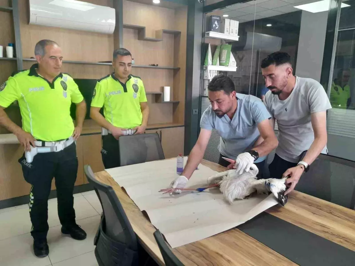 Yaralı Leylek, Polisi Kurtardı