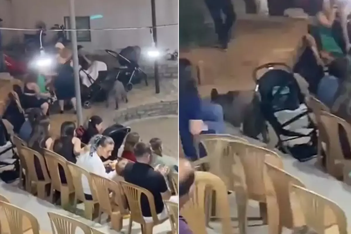 Yaban Domuzu Düğüne Girdi!