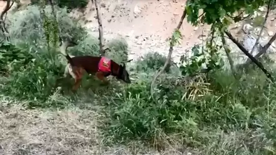 Bitlis'te 18 Kilo Esrar Ele Geçirildi