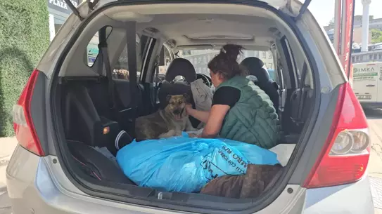 Ölen Köpeğin Hatırası: Yaralı Sokak Köpeği Sahiplendi
