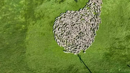 Yürekten Dönüş: Koyunların Dansı