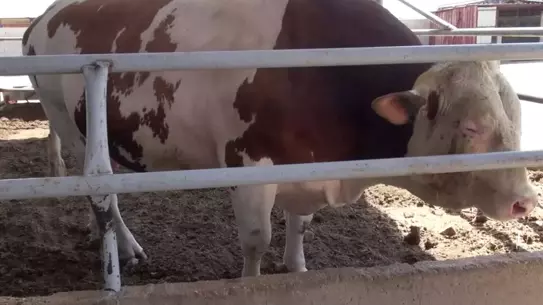 Ne ağırlığına ne de fiyatına kimse inanamıyor! Türkiye'nin en büyüklerinden