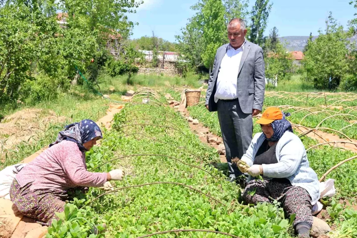 Tütün Üreticileri Avans Bekliyor, Dikim Gecikti