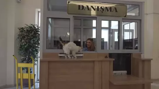 Adalet Sarayı'nın 9 Yıllık Maskotu: Kedi Adalet