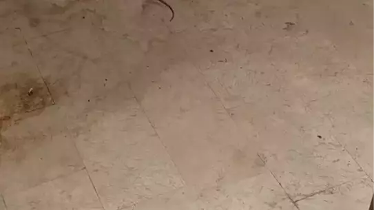 İnegöl'de Yılan Alarmı!