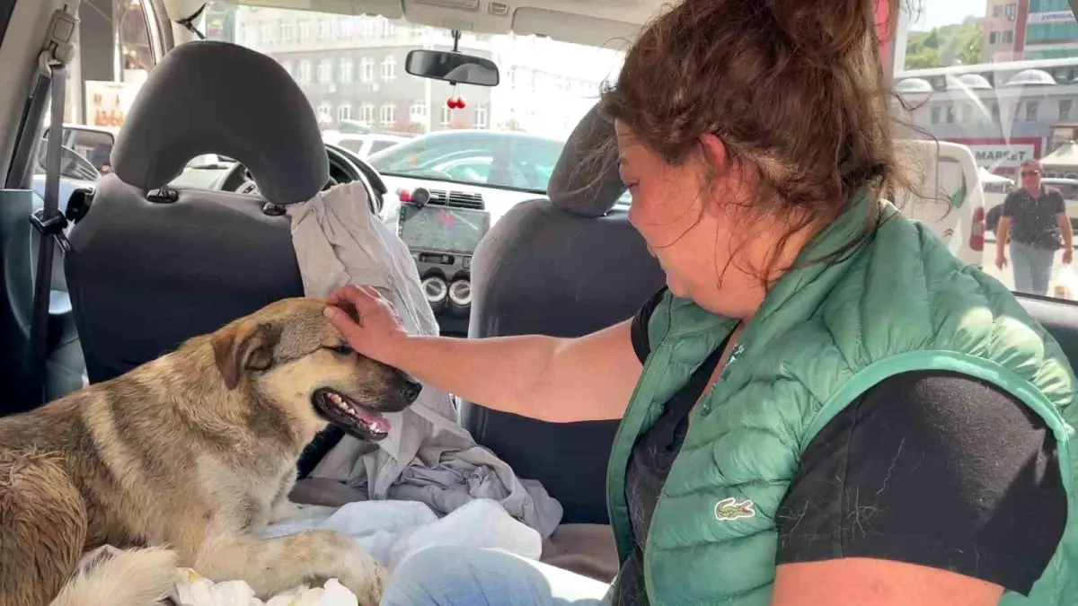 Kaybedilen Köpeğin Yerine Sokak Hayvanı Sahiplendi