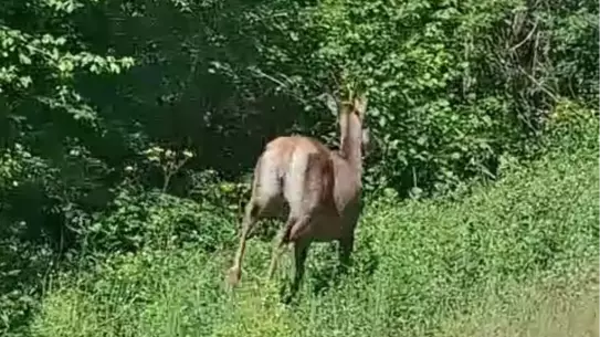 Karaca Ormanda Görüntülendi