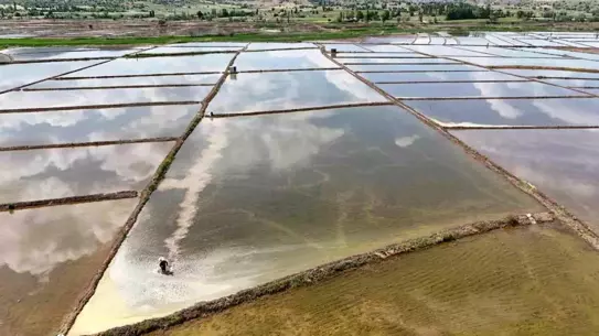 Çorum'da Dronla Çeltik Ekimi Başladı