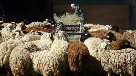 Kurban İçin Koyun ve Koç Satışı Artıyor