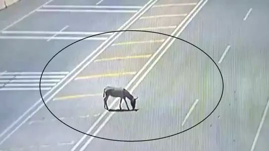 Hatay'da Trafiği Tehlikeye Düşüren Sahipsiz Eşek Kurtarıldı