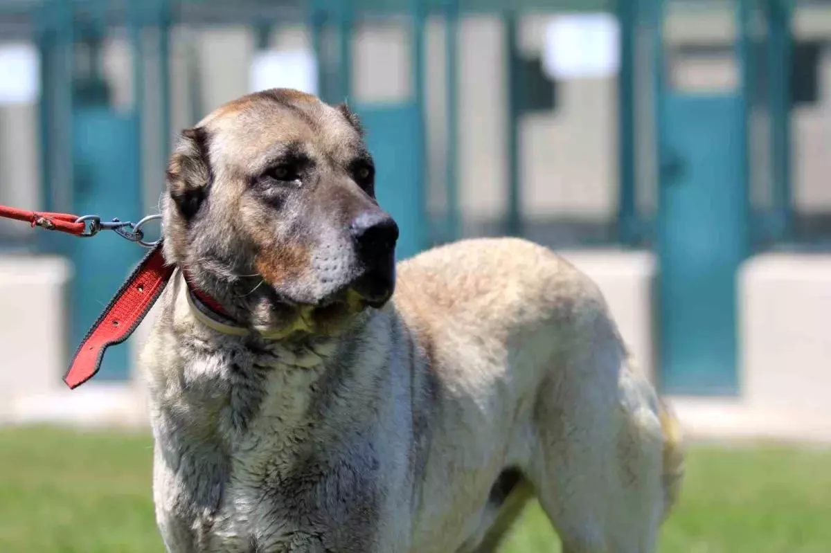 Kangal ve Akbaş Yavruları Büyük Talep Görüyor