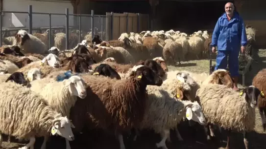 Atatürk Üniversitesi'nde Kurbanlık Koyun ve Koç Satışı