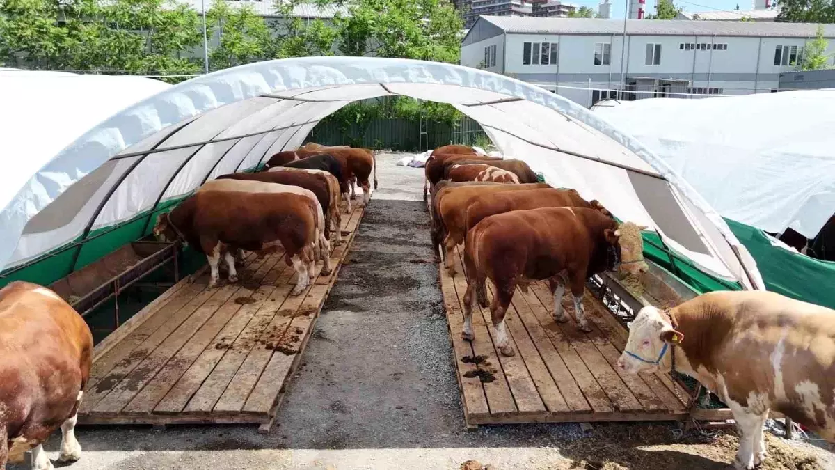 Kurban Satış Pazarı'na Büyük İlgi: 'Şampiyon' Tosun Gözde