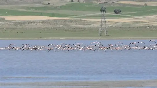 Flamingolar Ulaş Gölü'nü Şenlendiriyor