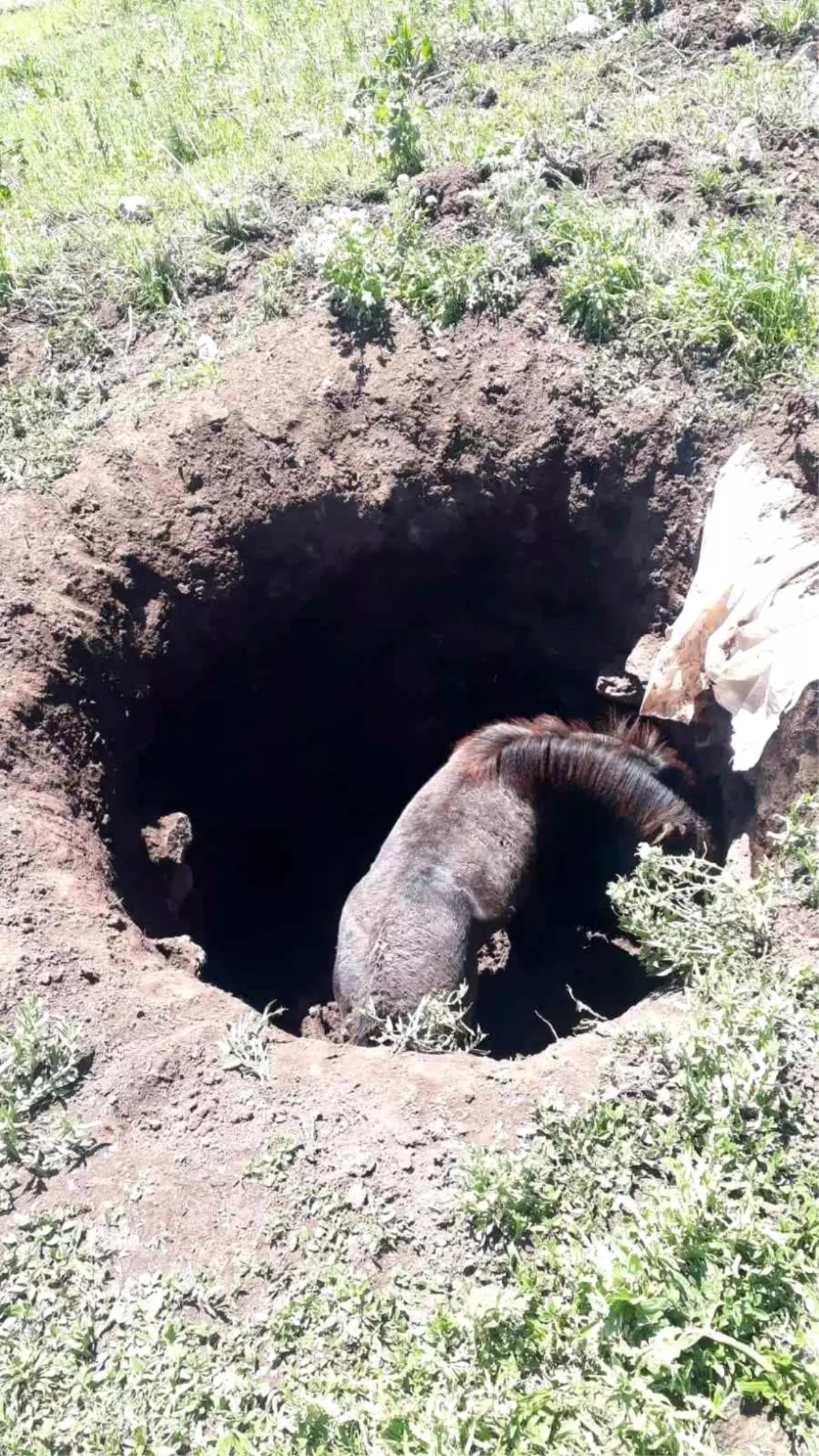 Söğütlü Köyü'nde Başarılı At Kurtarma Operasyonu
