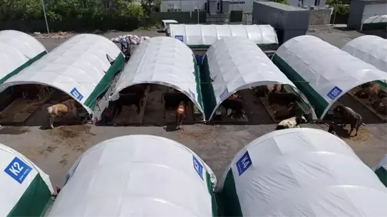 Kurban Pazarında Dev Tosun: Şampiyon