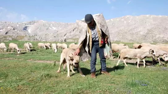 Yörükler Yaylalara Göç Etmeye Başladı