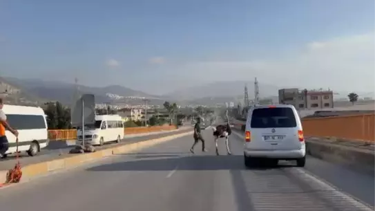 İskenderun'da Deve Kuşu Trafiği Karıştırdı