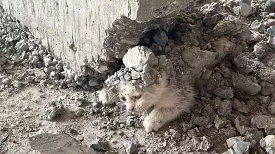 Şanlıurfa'da Beton İçine Sıkışan Yavru Kedi Kurtarıldı